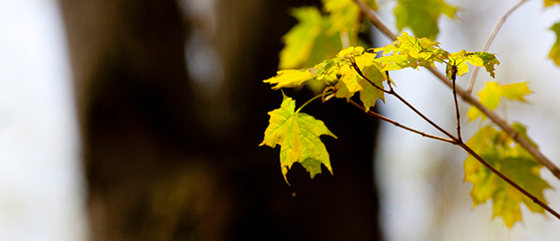 脱炭素への取り組み