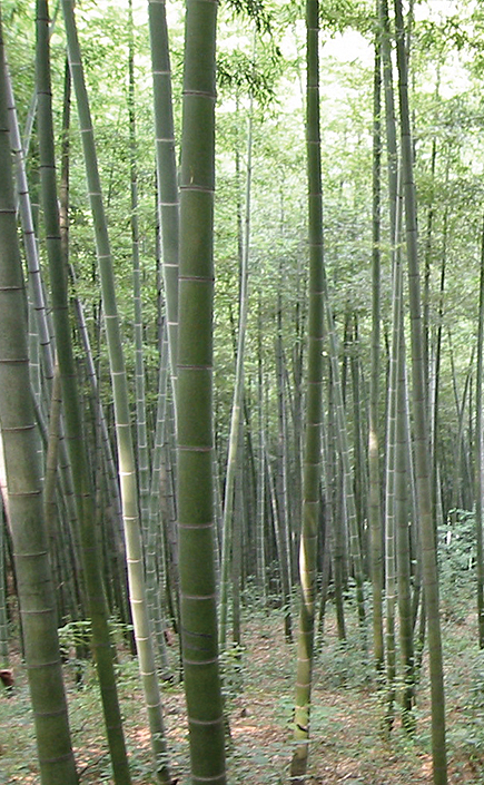 竹