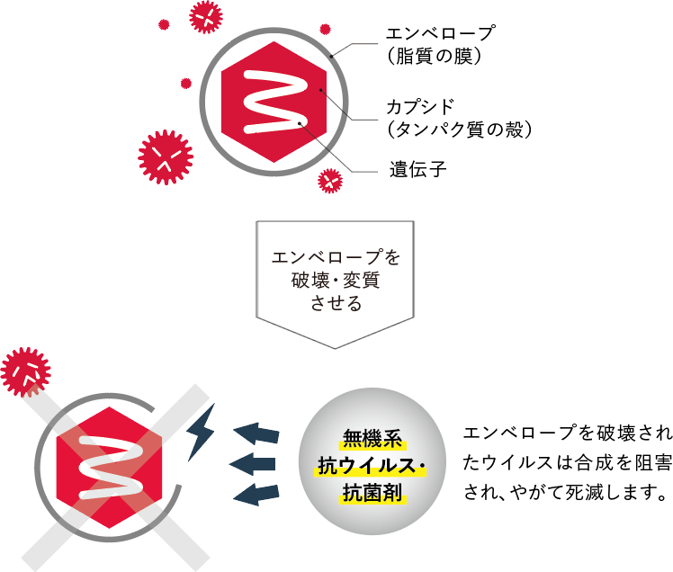 ウイルスA(エンベロープあり)