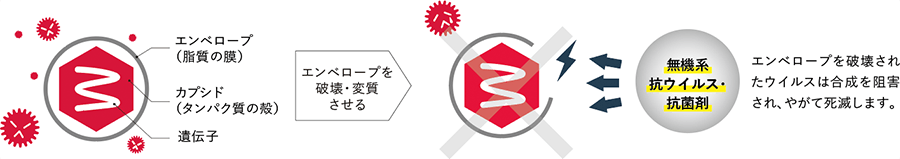 ウイルスA(エンベロープあり)