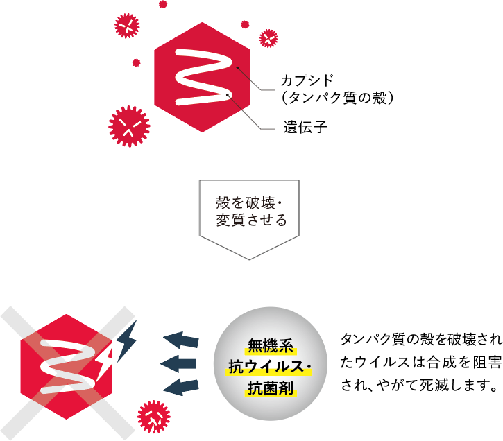 ウイルスB(エンベロープなし)