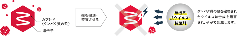 ウイルスB(エンベロープなし)