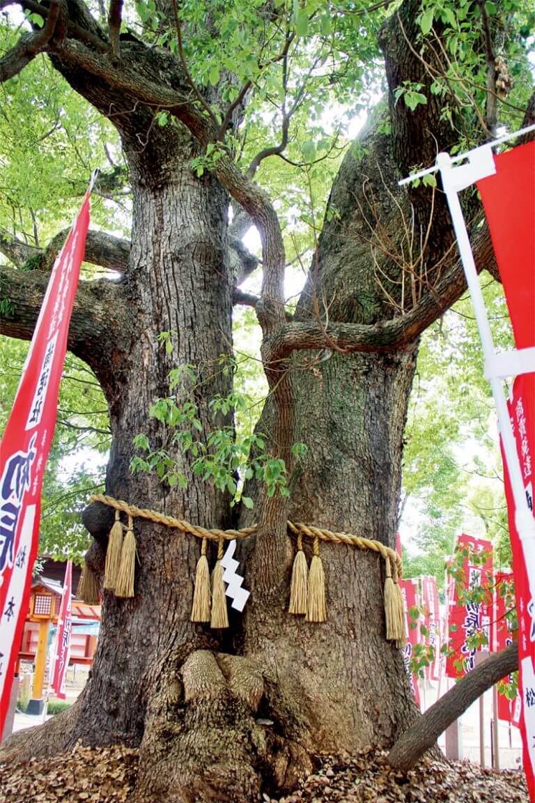 住吉大社 すみよしたいしゃ の夫婦楠 フローリング総合研究所 住吉大社 すみよしたいしゃ の夫婦楠 フローリング総合研究所