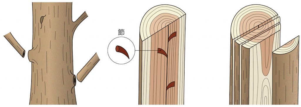 樹木の部位の名称 フローリング総合研究所