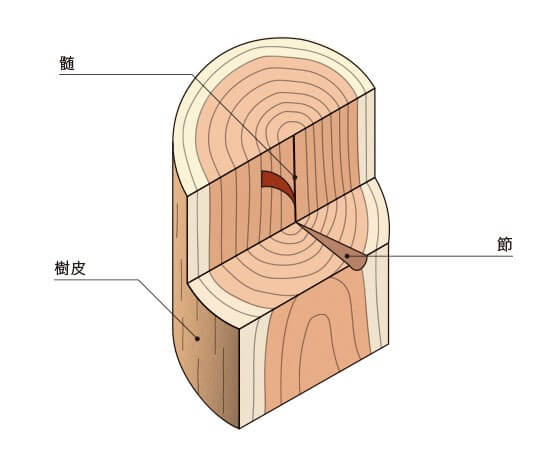 樹木の部位の名称 フローリング総合研究所