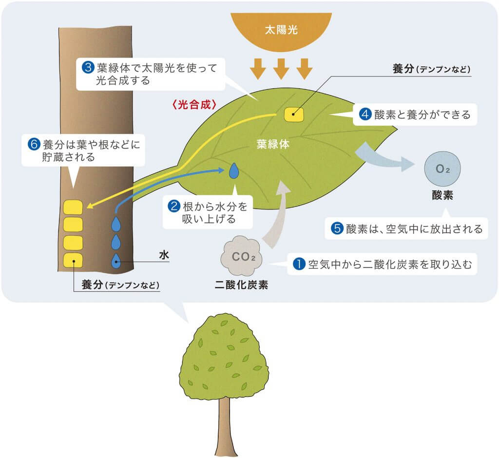 木の成長とその証 フローリング総合研究所