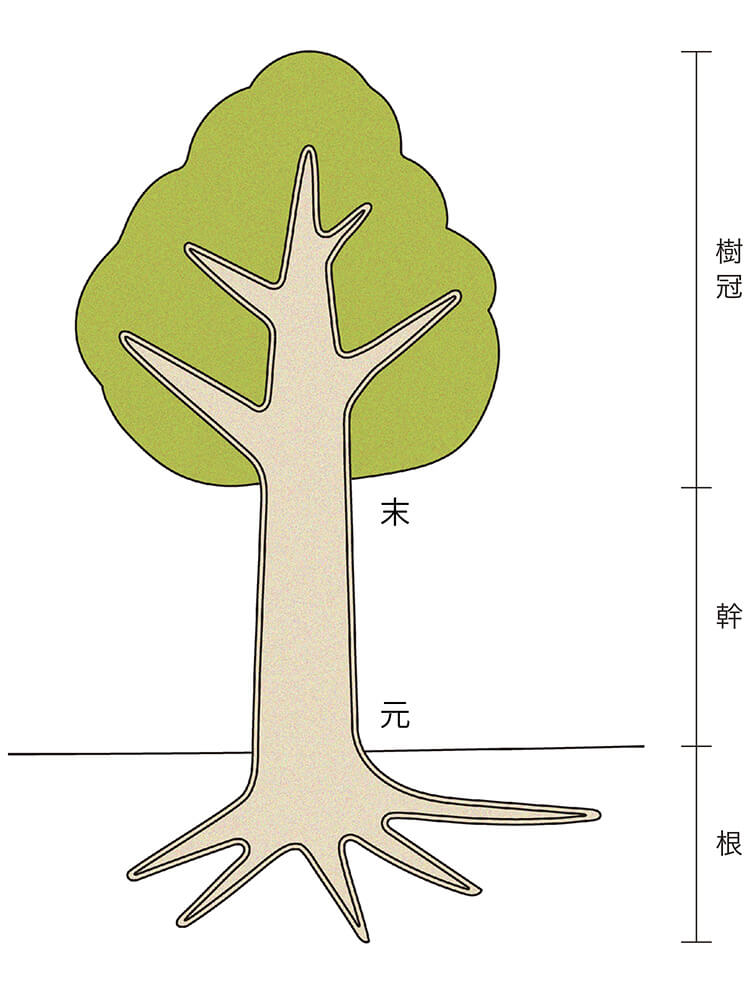 木の成長とその証 フローリング総合研究所