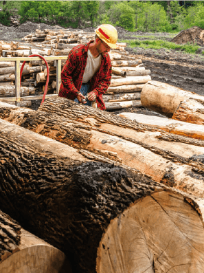 木の成長とその証 フローリング総合研究所 木の成長とその証 フローリング総合研究所