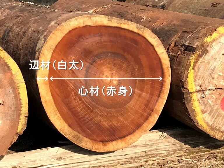 心材 辺材の役割 フローリング総合研究所