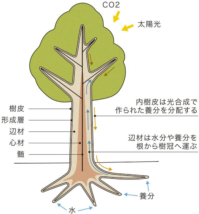 心材 辺材の役割 フローリング総合研究所