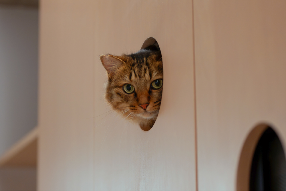 凹の家 | 朝日ウッドテック FOCUS ARCHITECT(フォーカス アーキテクト)