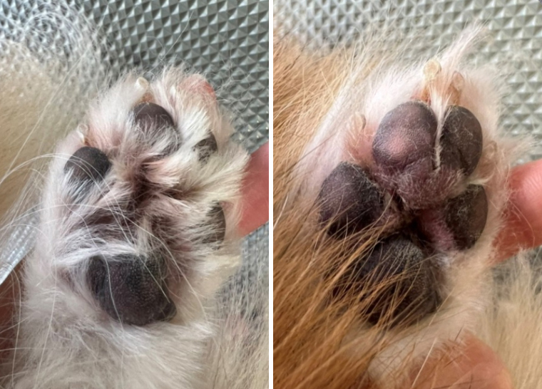 犬の肉球