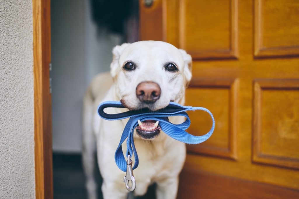 リードをくわえる犬