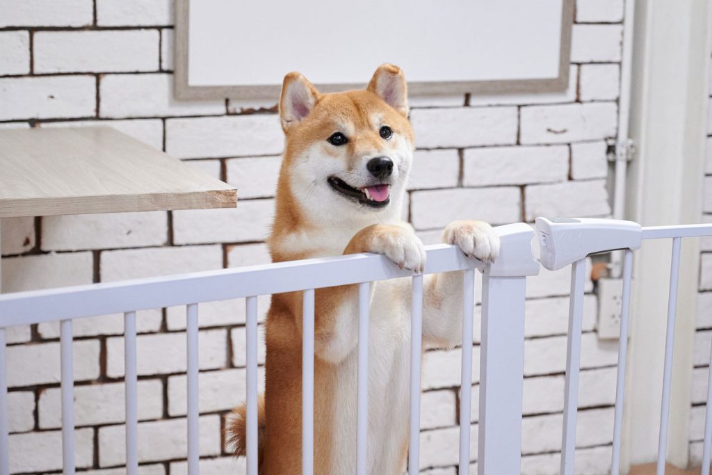 豆柴