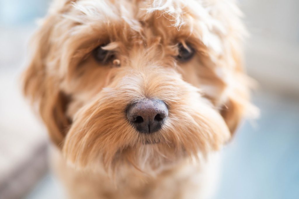 ミックス犬