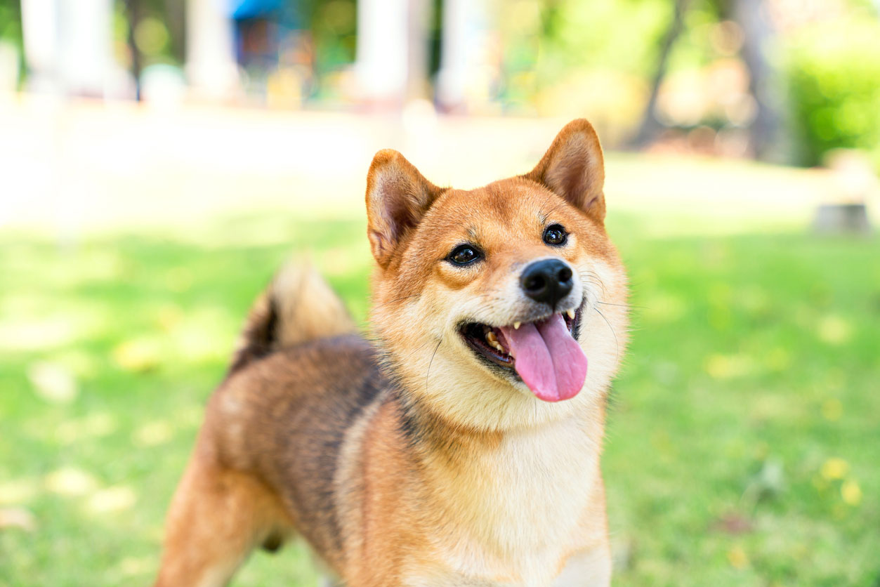 話題の行列 日本犬の魅力！柴犬、甲斐犬、紀州犬など、天然記念物に指定され その他