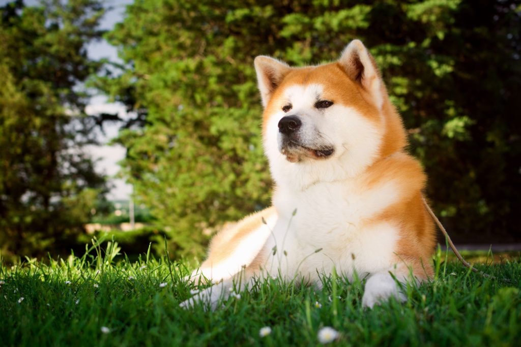 日本犬の魅力！柴犬、甲斐犬、紀州犬など、天然記念物に指定される犬たち | ペット用フローリング Live Natural for Dog