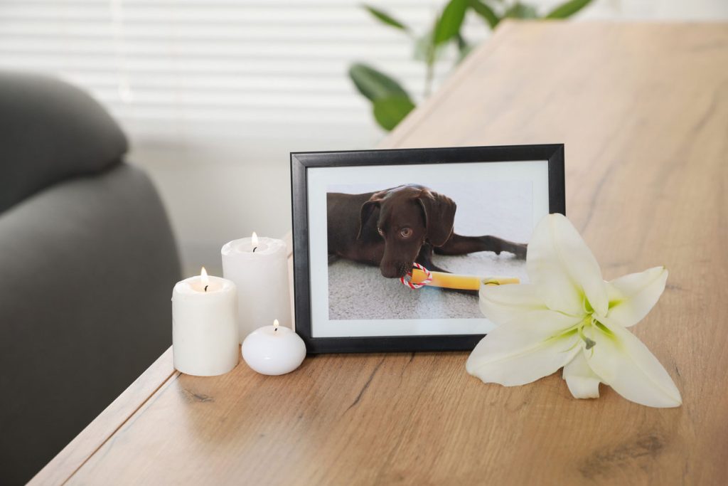 犬の遺影