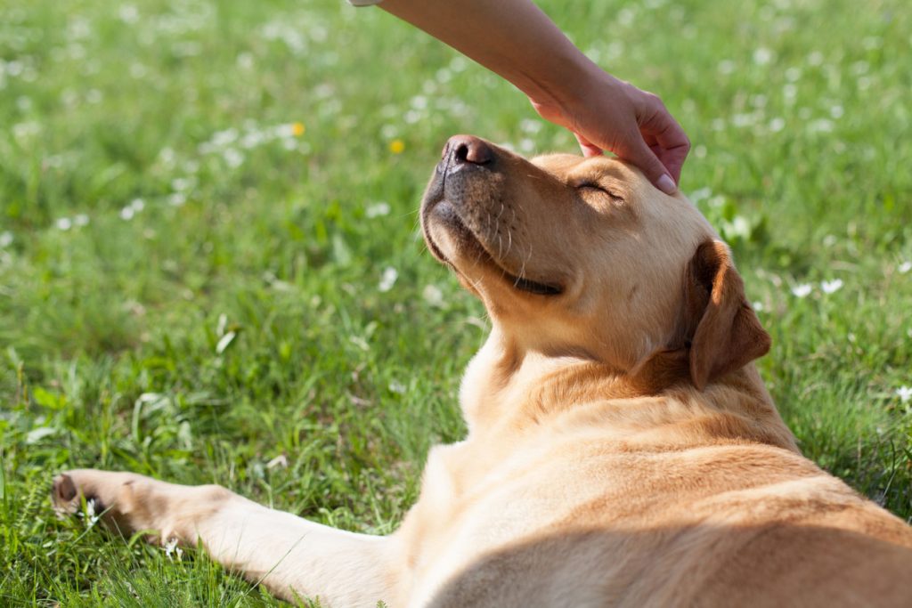 幸せそうな犬