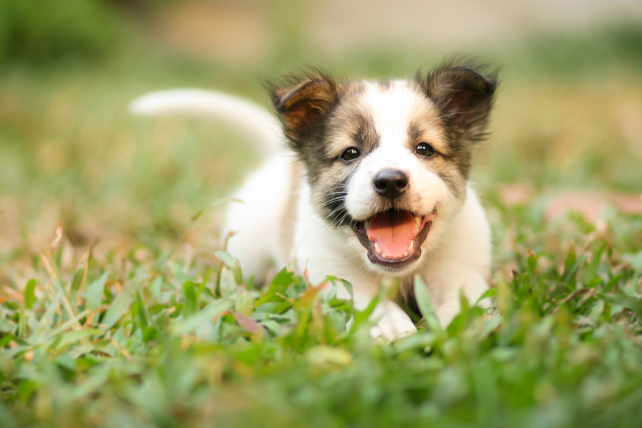 走る子犬