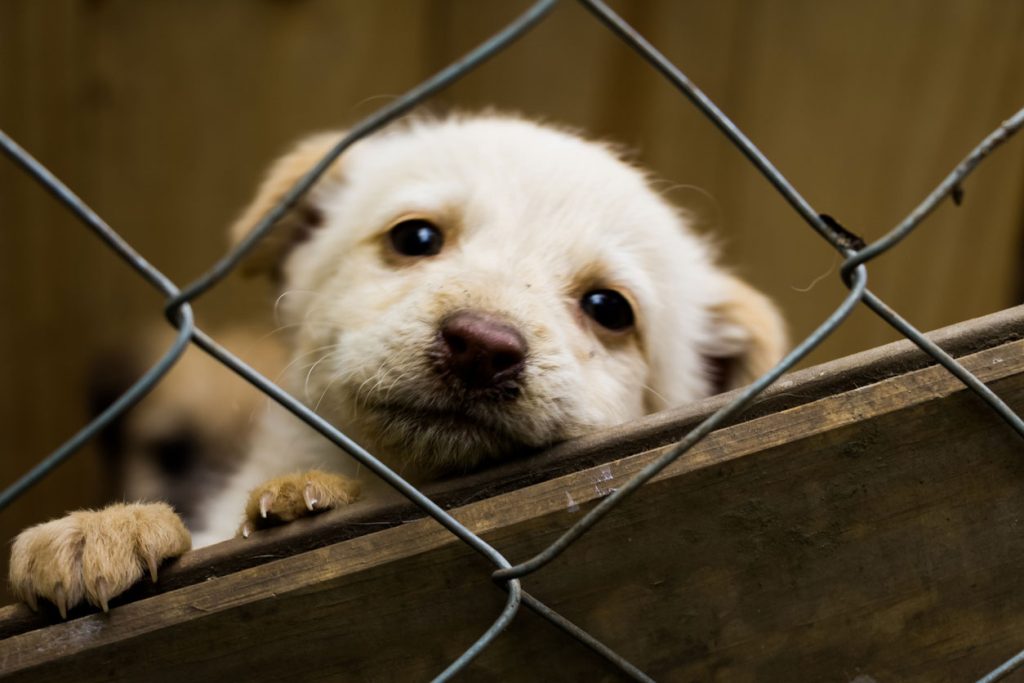 避難所の子犬