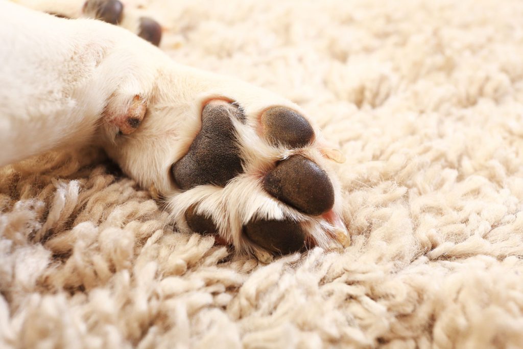 犬の足の裏