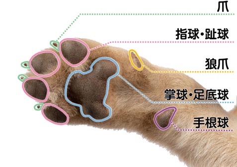 肉球の説明図