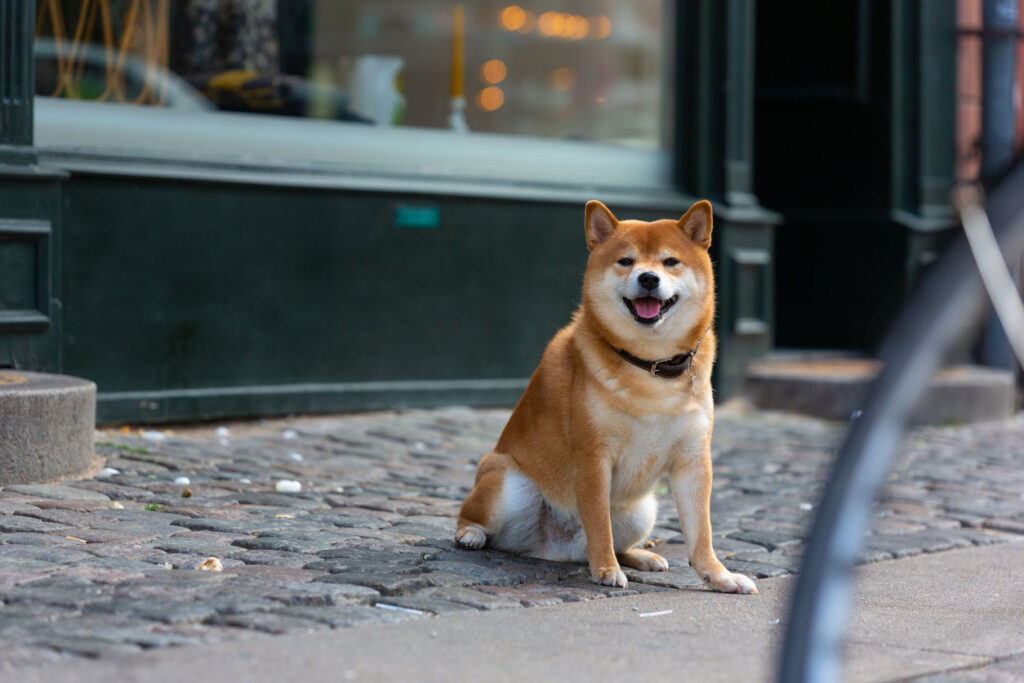 柴犬1