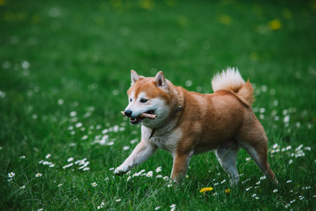 柴犬2