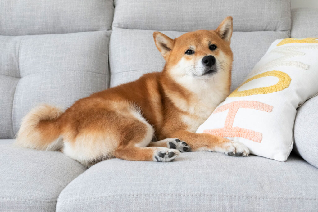 柴犬3