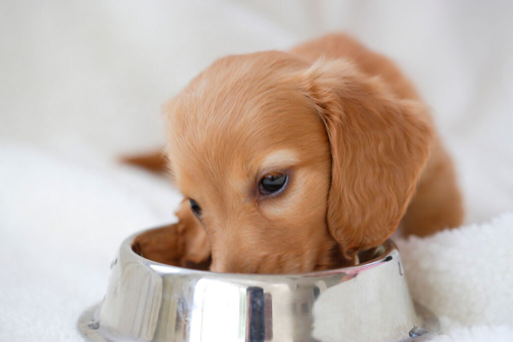 水を飲む犬