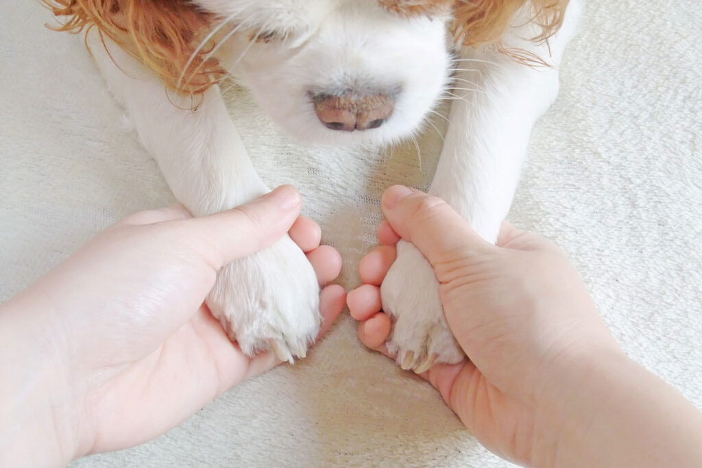 犬と手をつなぐ