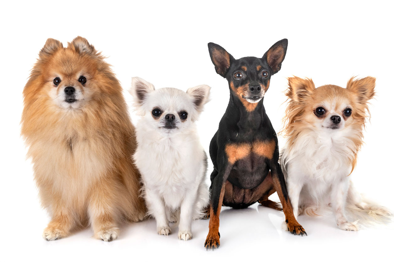 様々な犬種