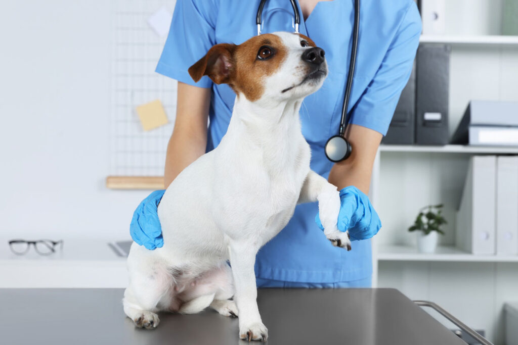 足を怪我している犬