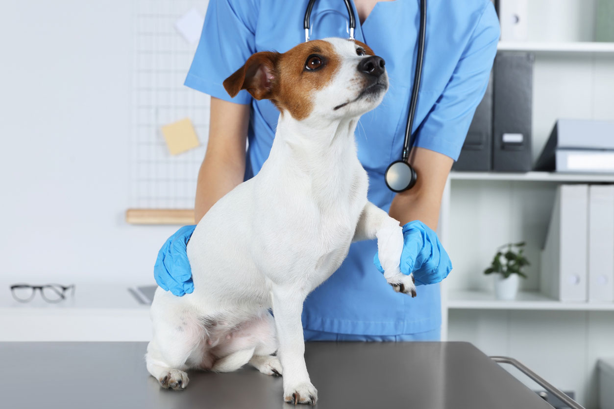 足を怪我している犬