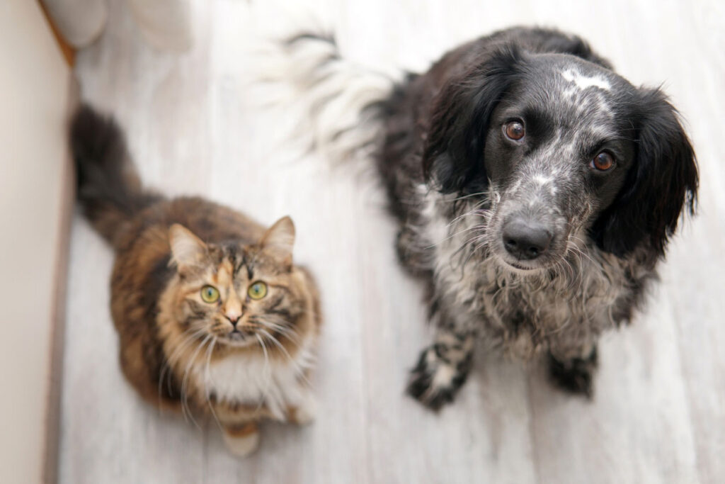 犬と猫