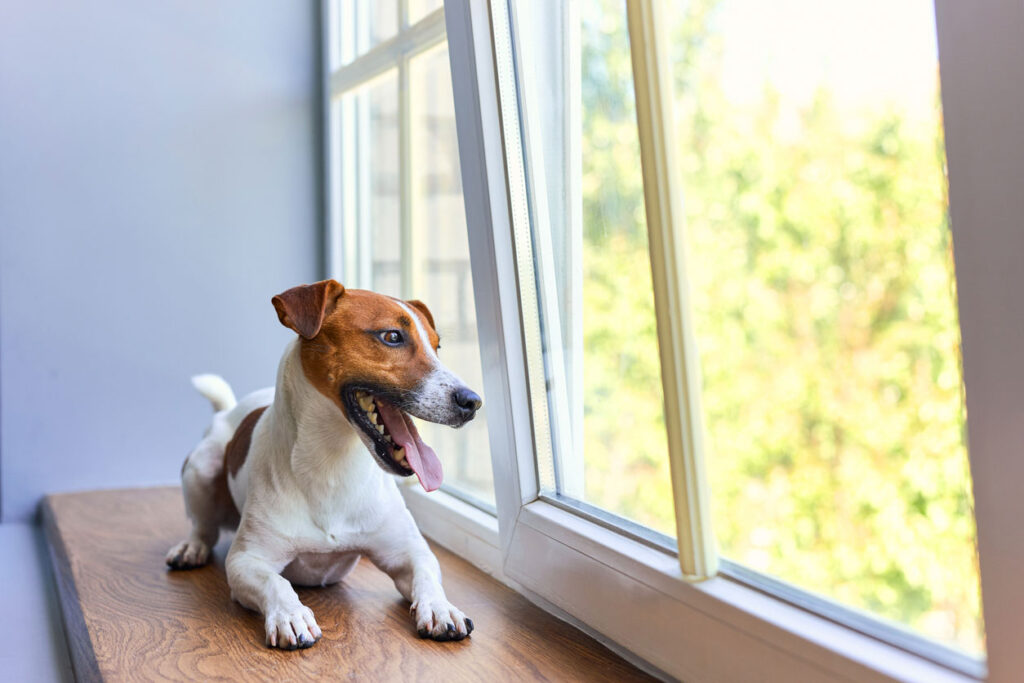 窓の外を見る犬