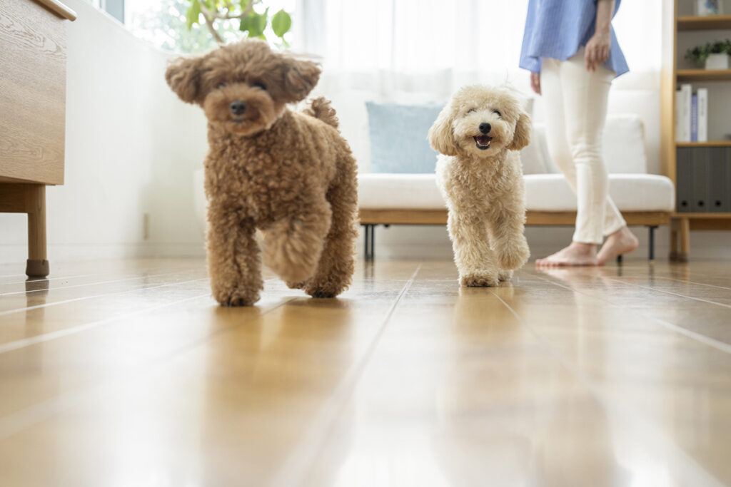 フローリングを歩く犬