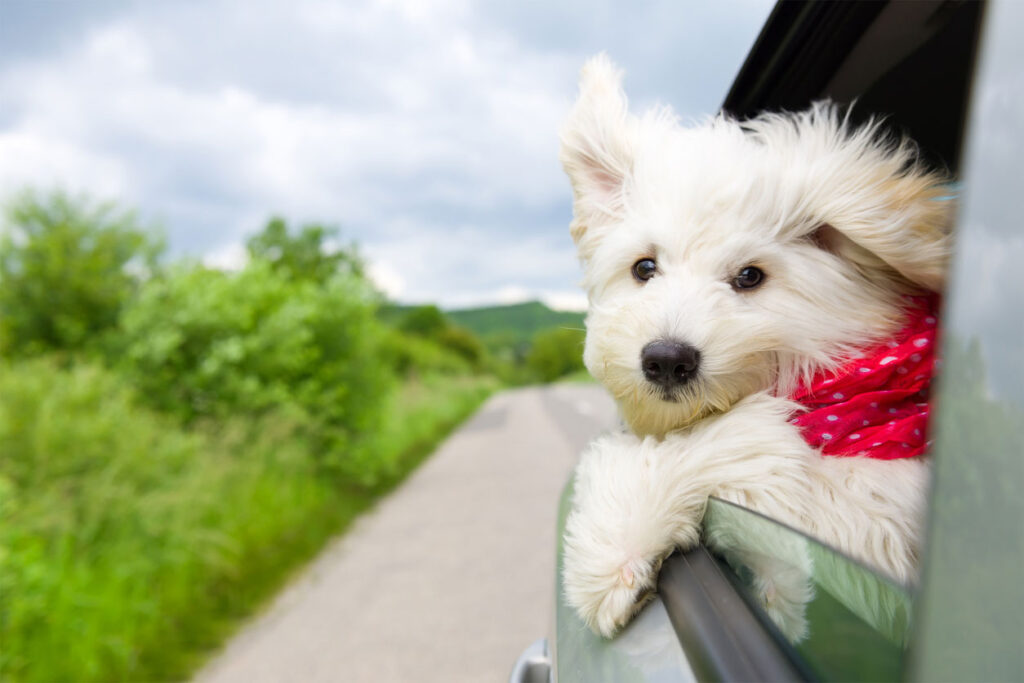 車に乗る犬