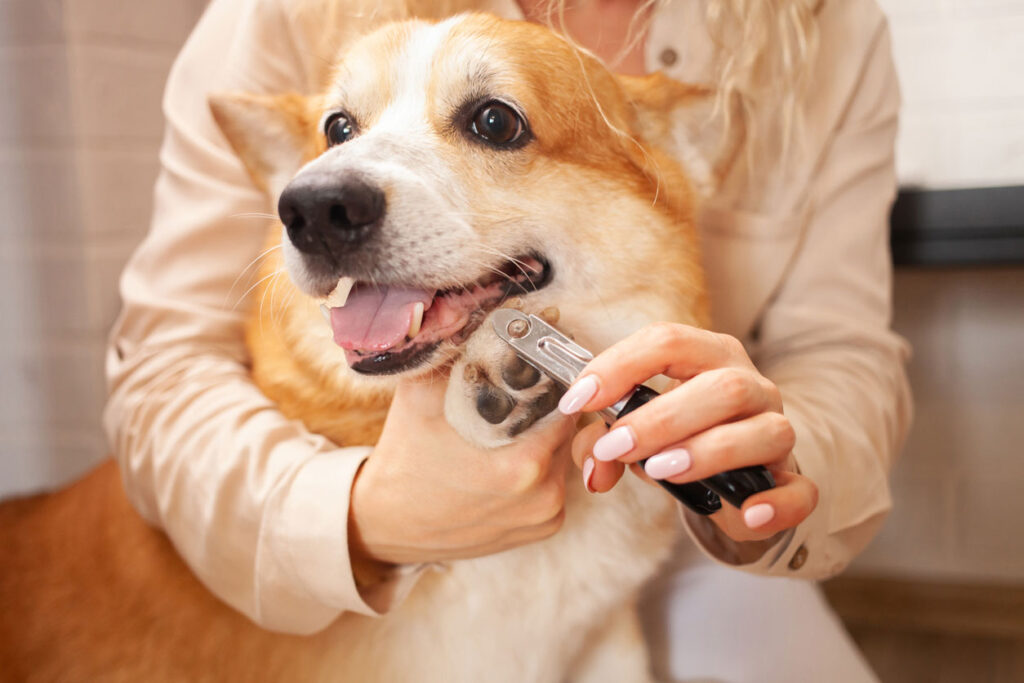 犬の爪切り