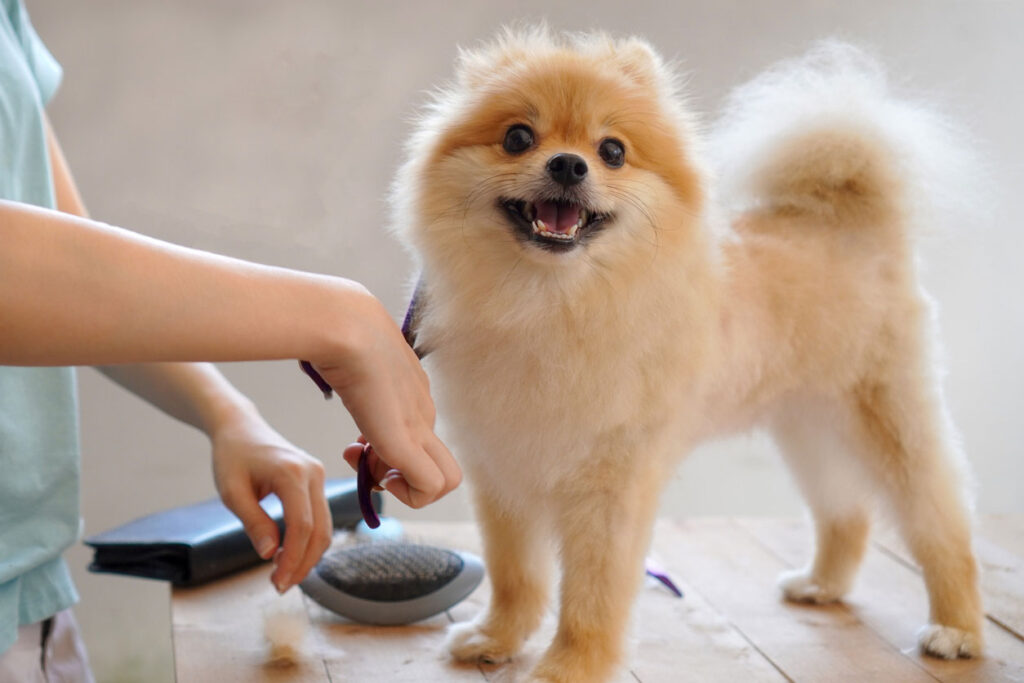 犬のトリミング