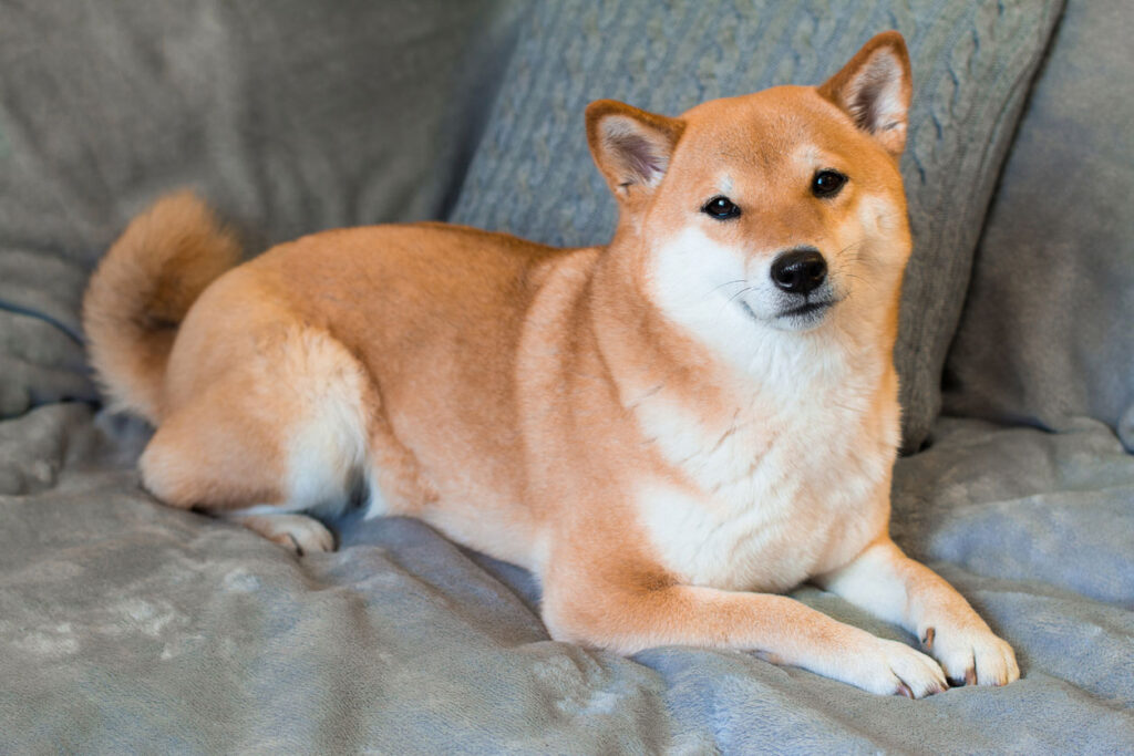 ソファの上の柴犬