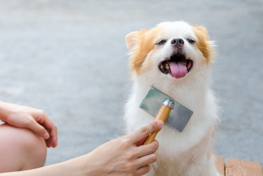 ブラッシングされる犬
