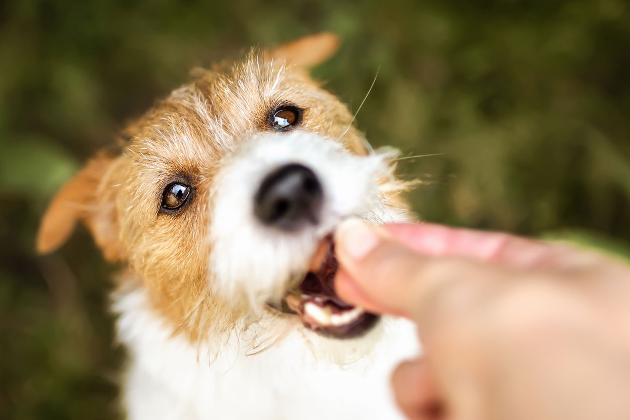 おやつをもらう犬