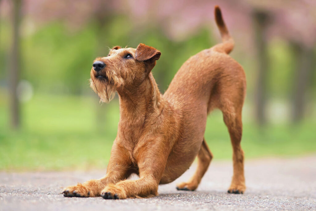 テリア犬
