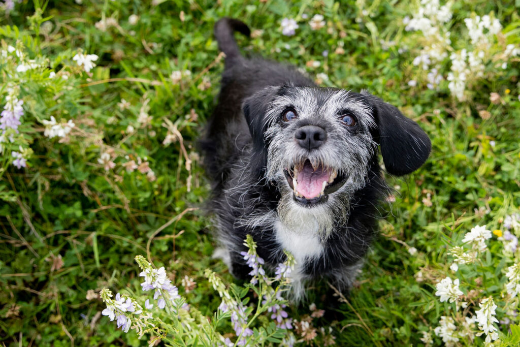 シニア犬
