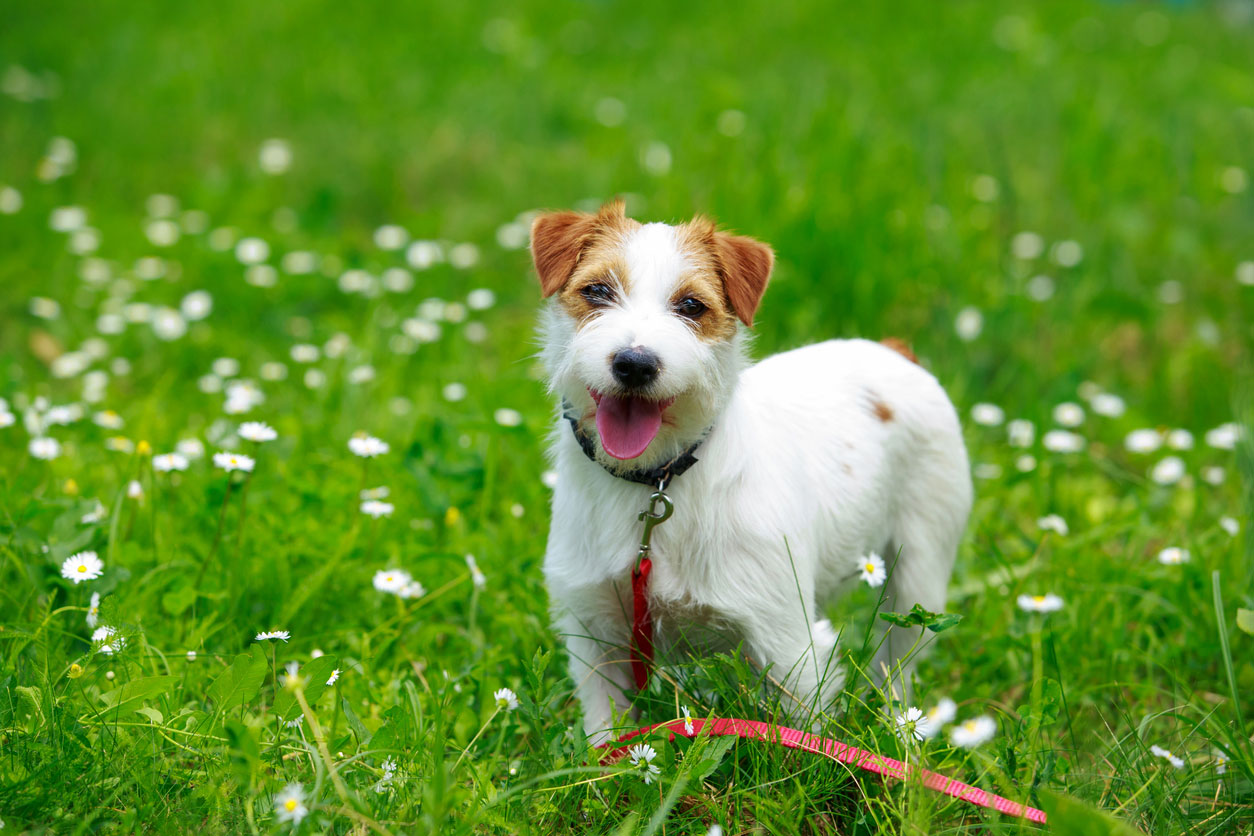 テリアの種類は何種類?テリア犬のグループ「第3グループ」とは? | ペット用フローリング Live Natural for Dog