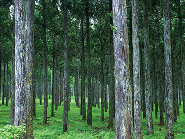 木の国、日本。その財産＜杉・桧＞を活用